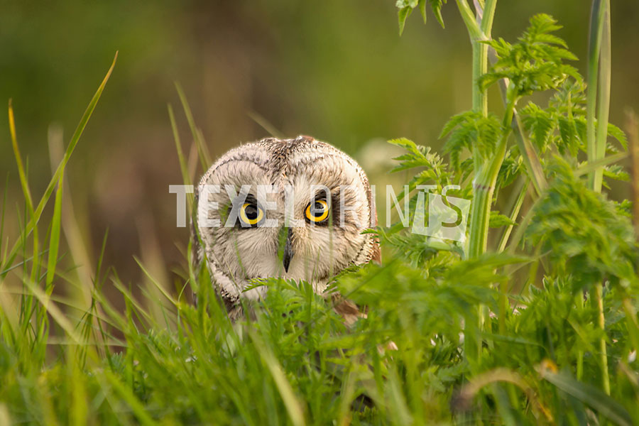 Hedendaags Velduil op Texel - Texelprints YM-26