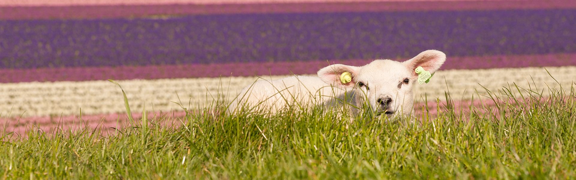 Dieren