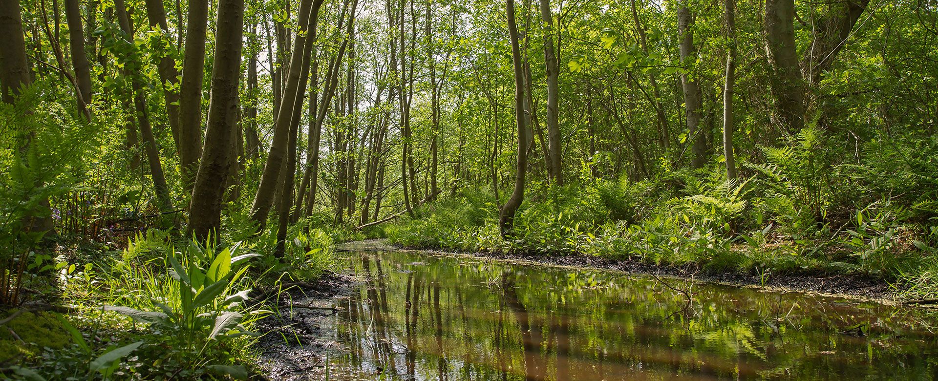 Bos en duinen